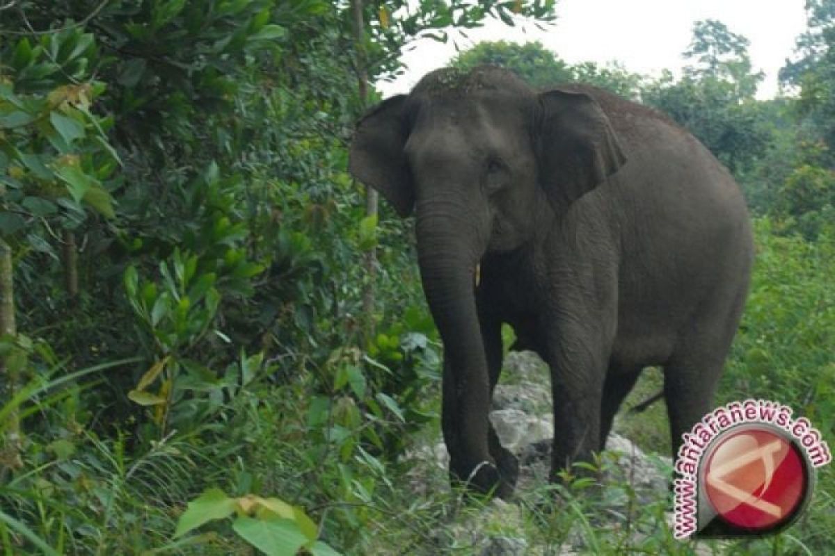 Kabupaten Aceh Utara, wilayah konflik gajah-manusia tanpa korban