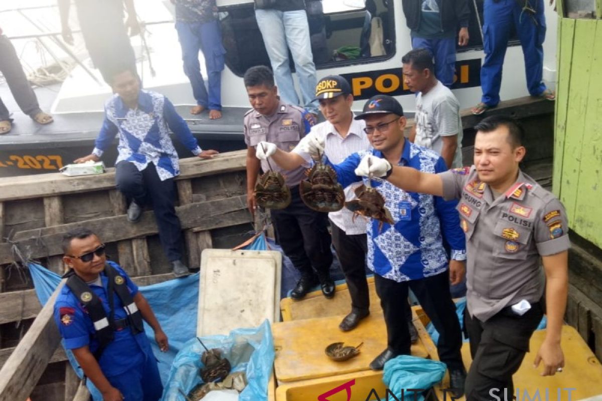 Satpolair-Karantina Tanjungbalai gagalkan penyelundupan belangkas