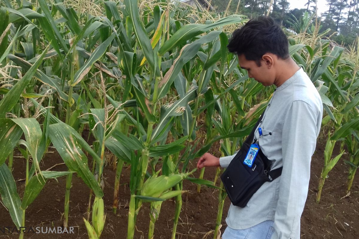 Ada jagung tongkol empat di Taman Sains Pertanian Sukarami