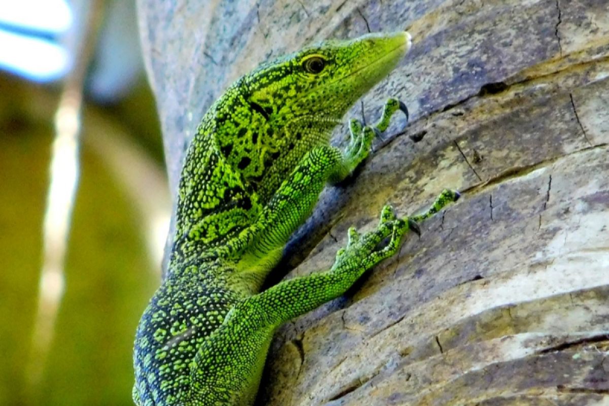 Wisatawan kagumi keindahan hutan Warkesi Raja Ampat