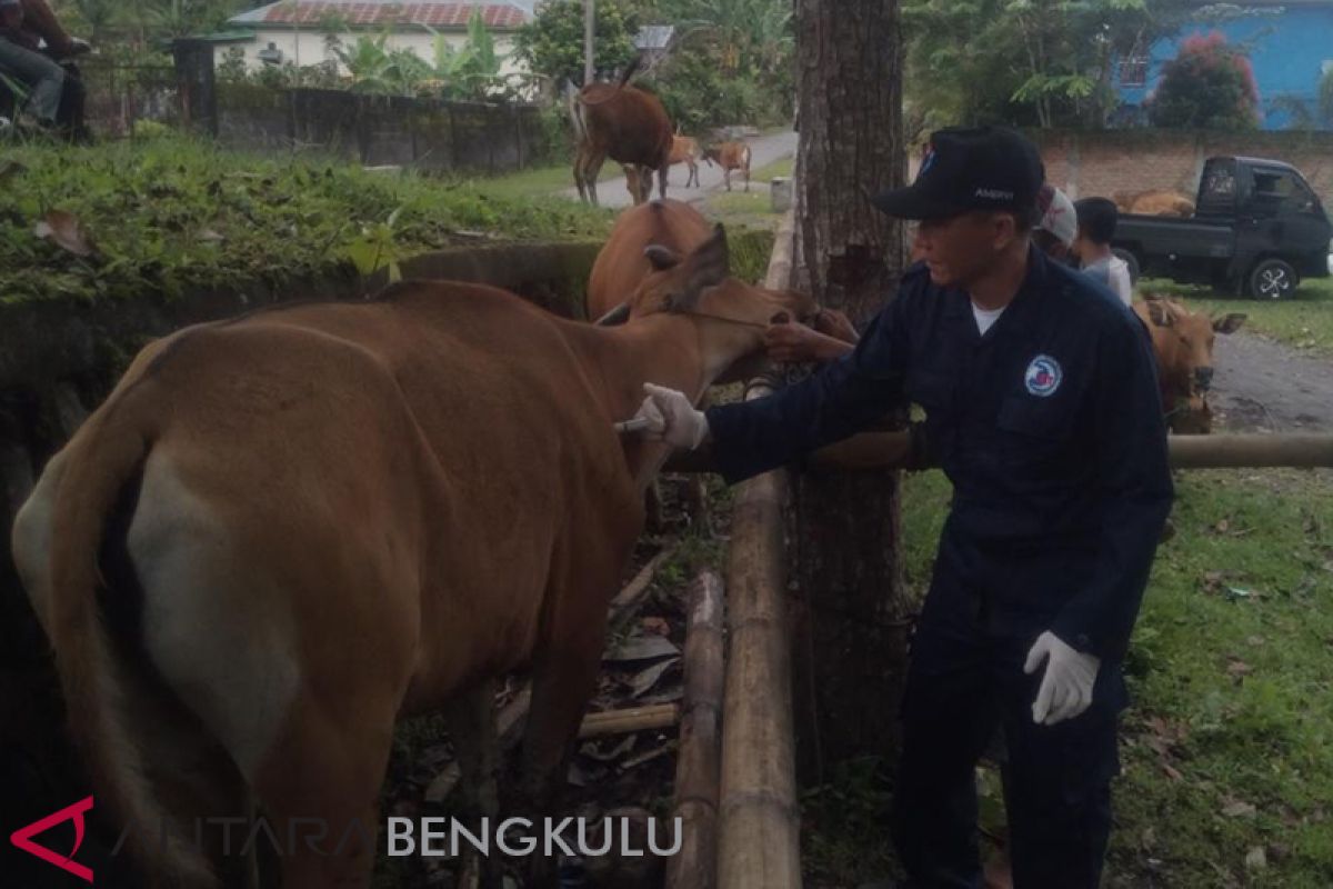 Rejang Lebong aman dari serangan penyakit jembrana