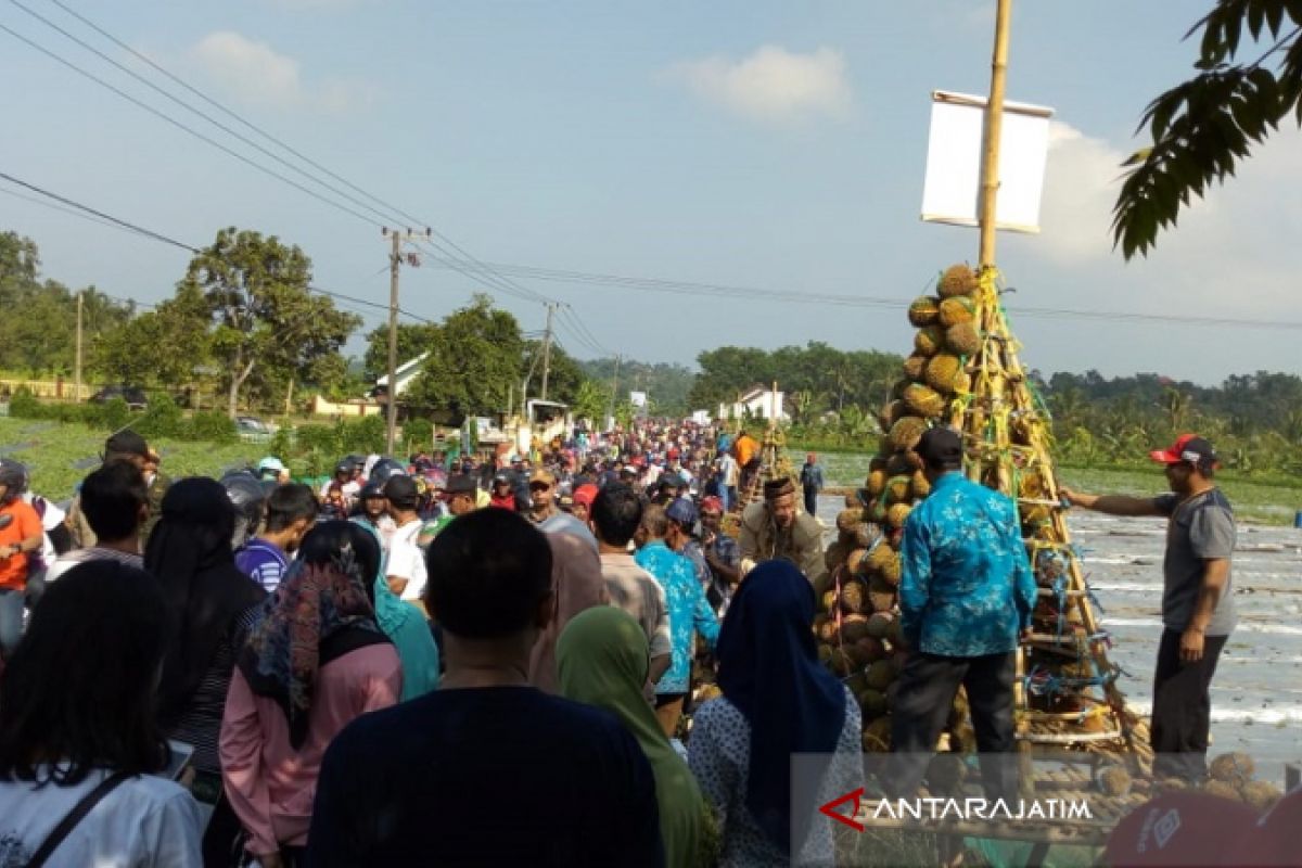 Ribuan Warga Berebut Durian Gratis dari Medowo-Kabupaten Kediri