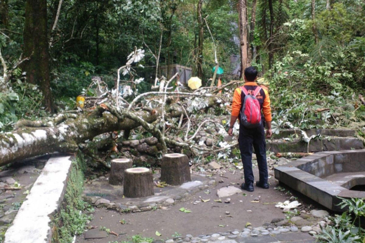 Seorang wisatawan meninggal dunia tertimpa pohon di Kaliurang