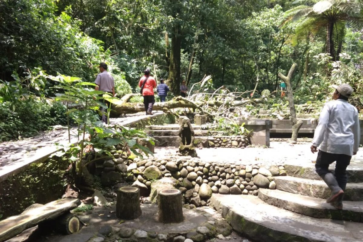 TNGM tanggung biaya perawatan wisatawan korban pohon tumbang