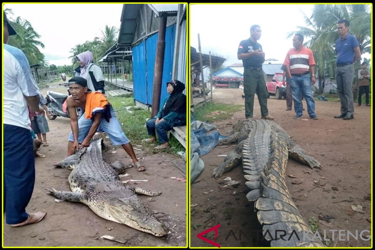 Seekor buaya 3,6 meter mati usai makan umpan pancing warga [VIDEO]