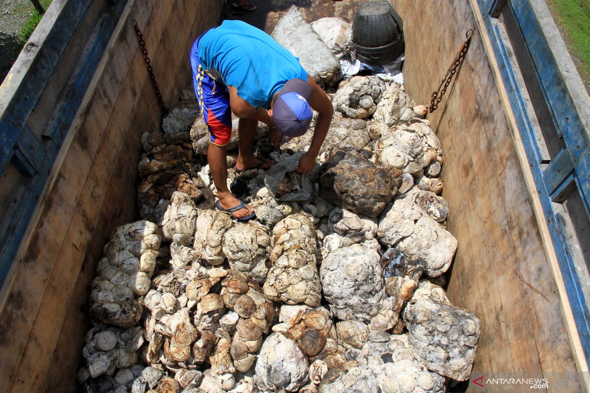 Pemerintah terus teliti pemanfaatan aspal berbahan karet alam