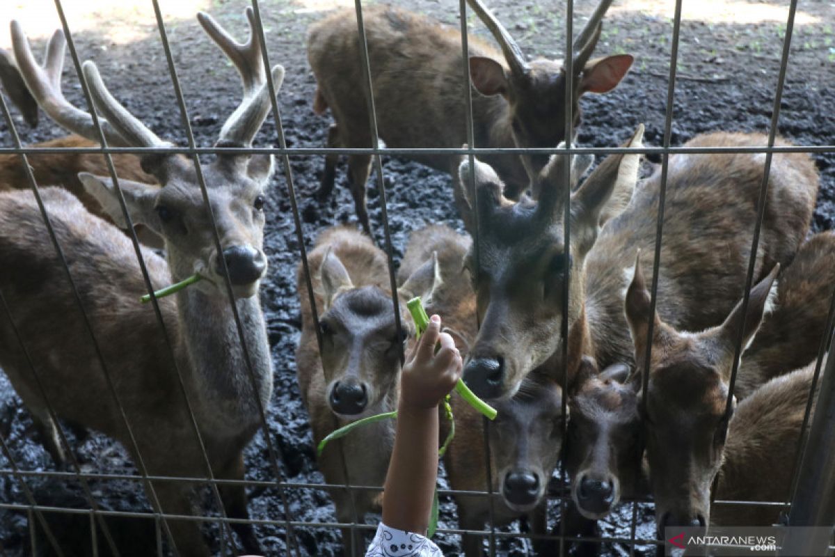 Rusa peliharaan bunuh pemilik dan lukai istrinya