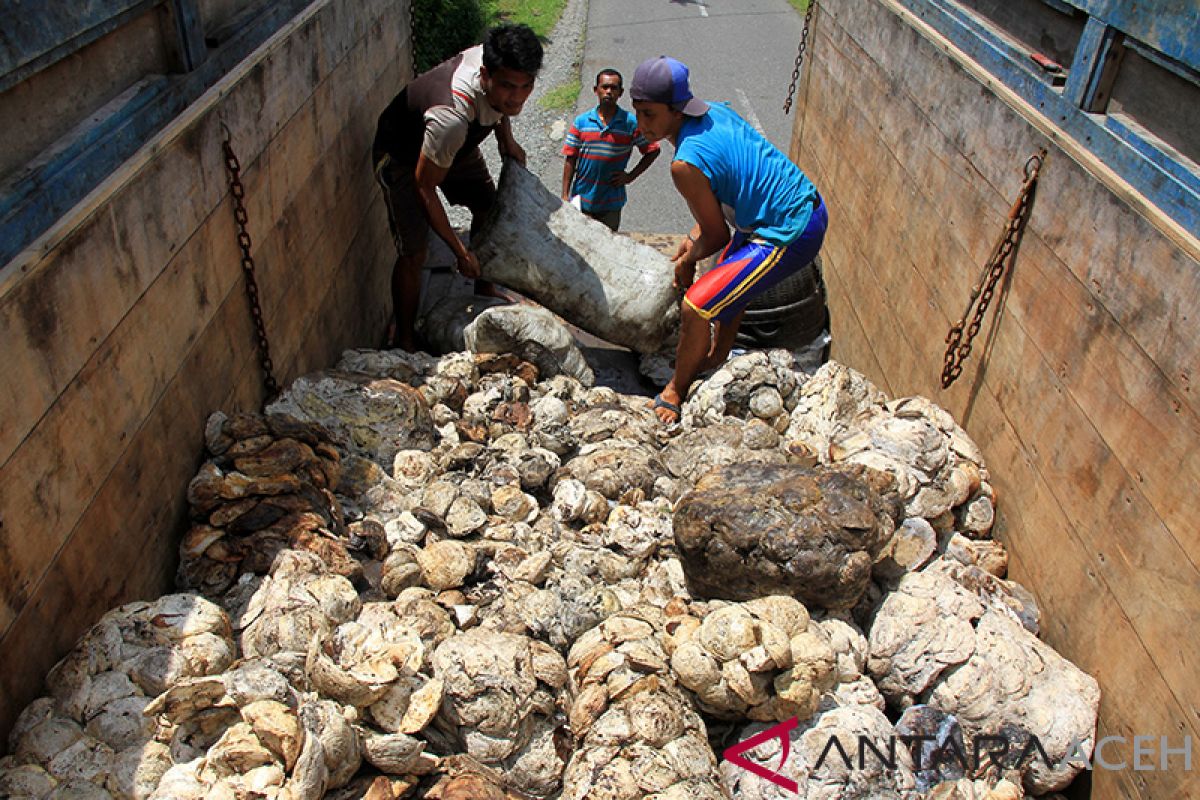 Harga tampung getah karet petani Aceh Barat terus naik
