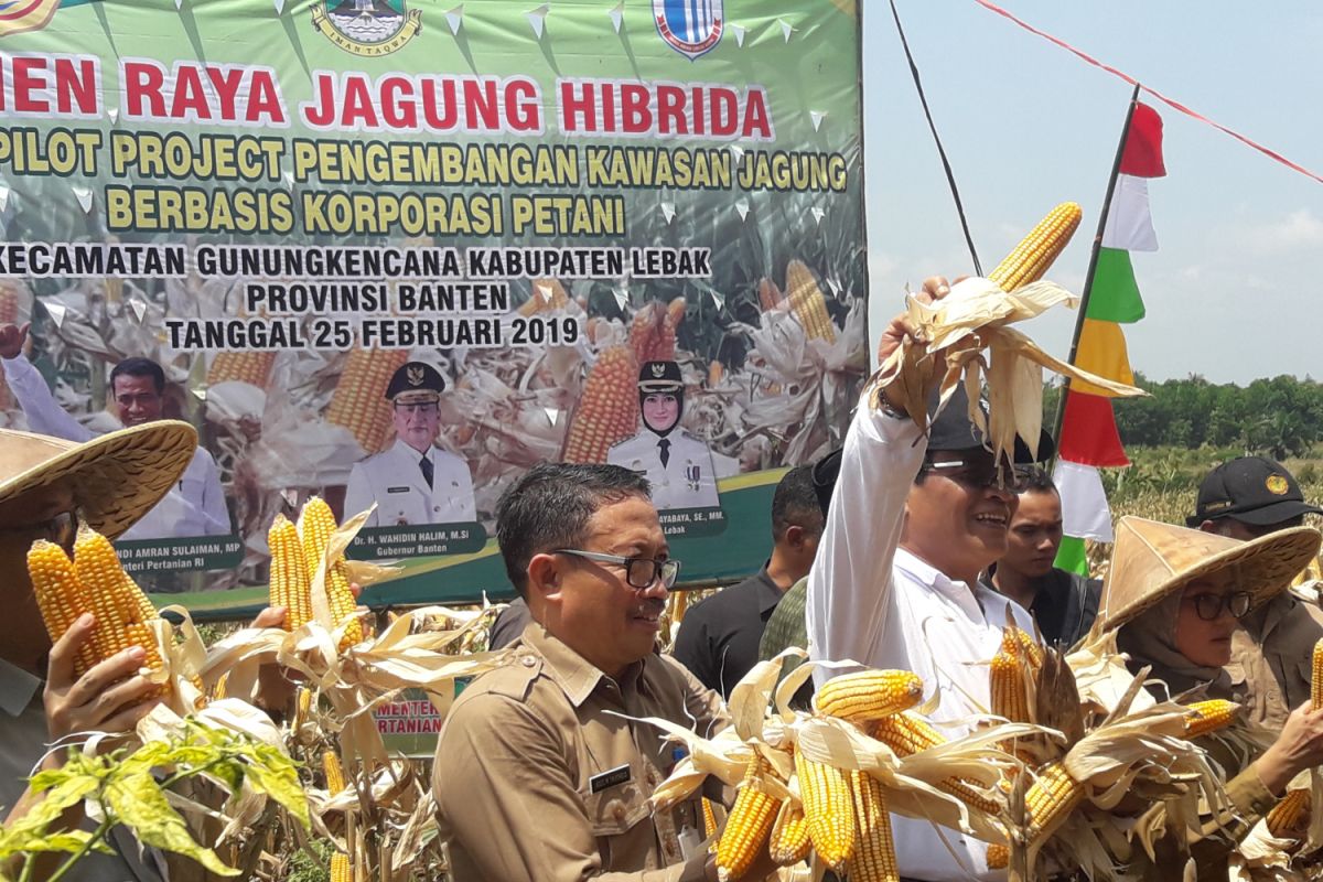 Petani Jagung Banten Butuh Akses Permodalan