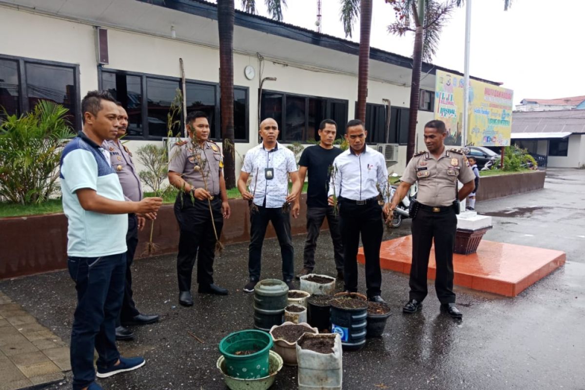 Polres Ambon musnahkan tanaman ganja