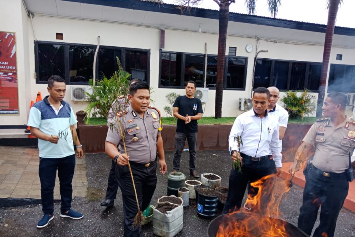 Polres Pulau Ambon kejar oknum bandar narkoba