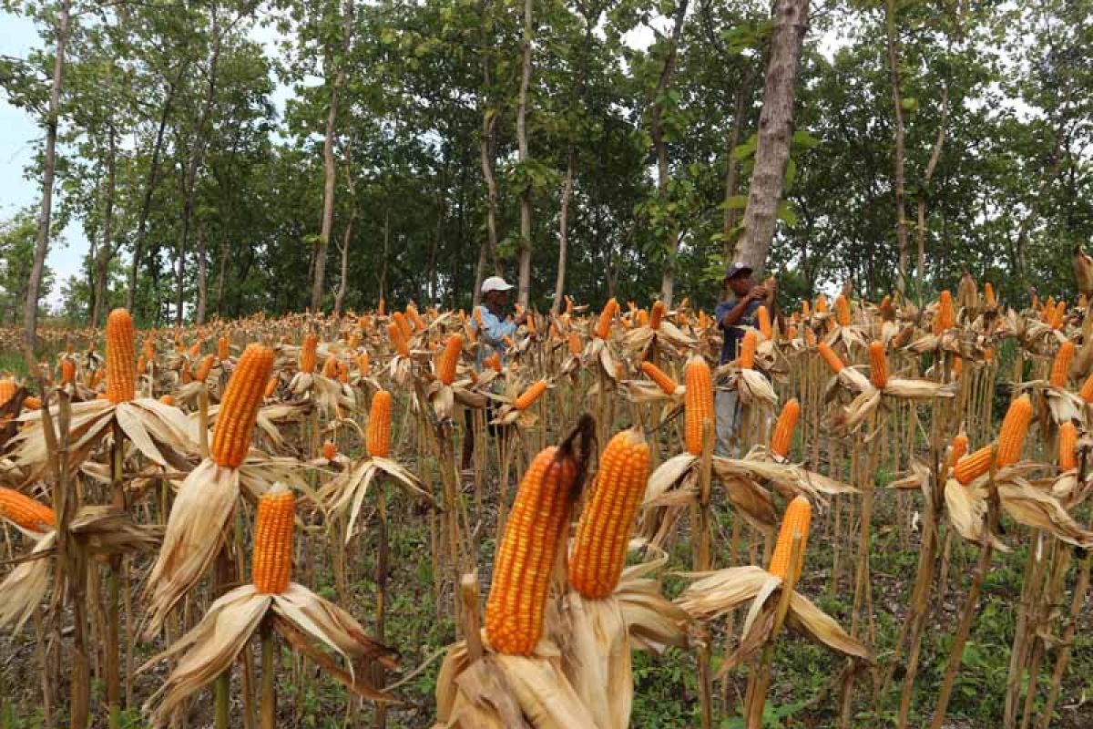 Sekolah diminta sediakan areal lahan jagung