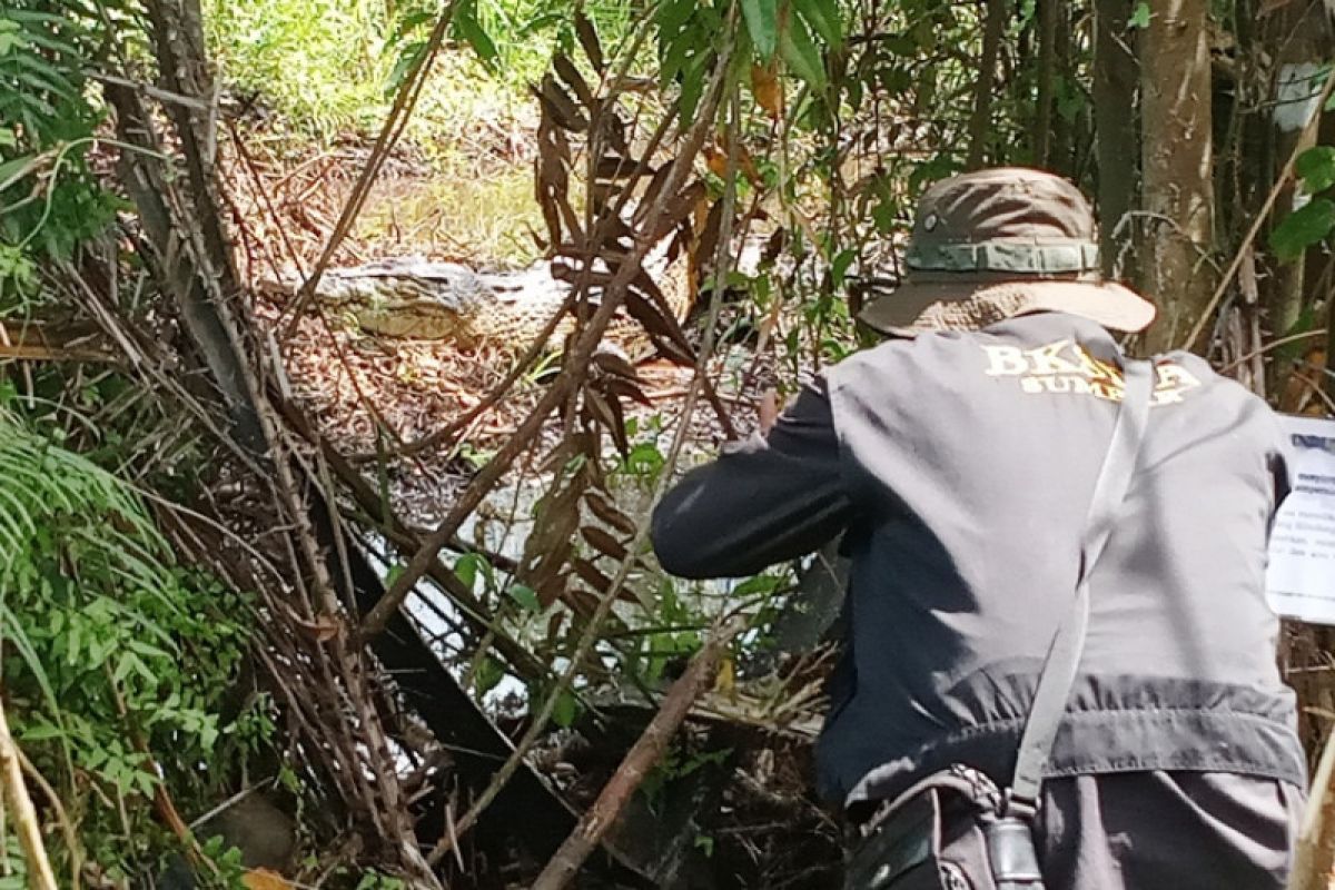 BKSDA beri makan buaya muara yang menjaga telur