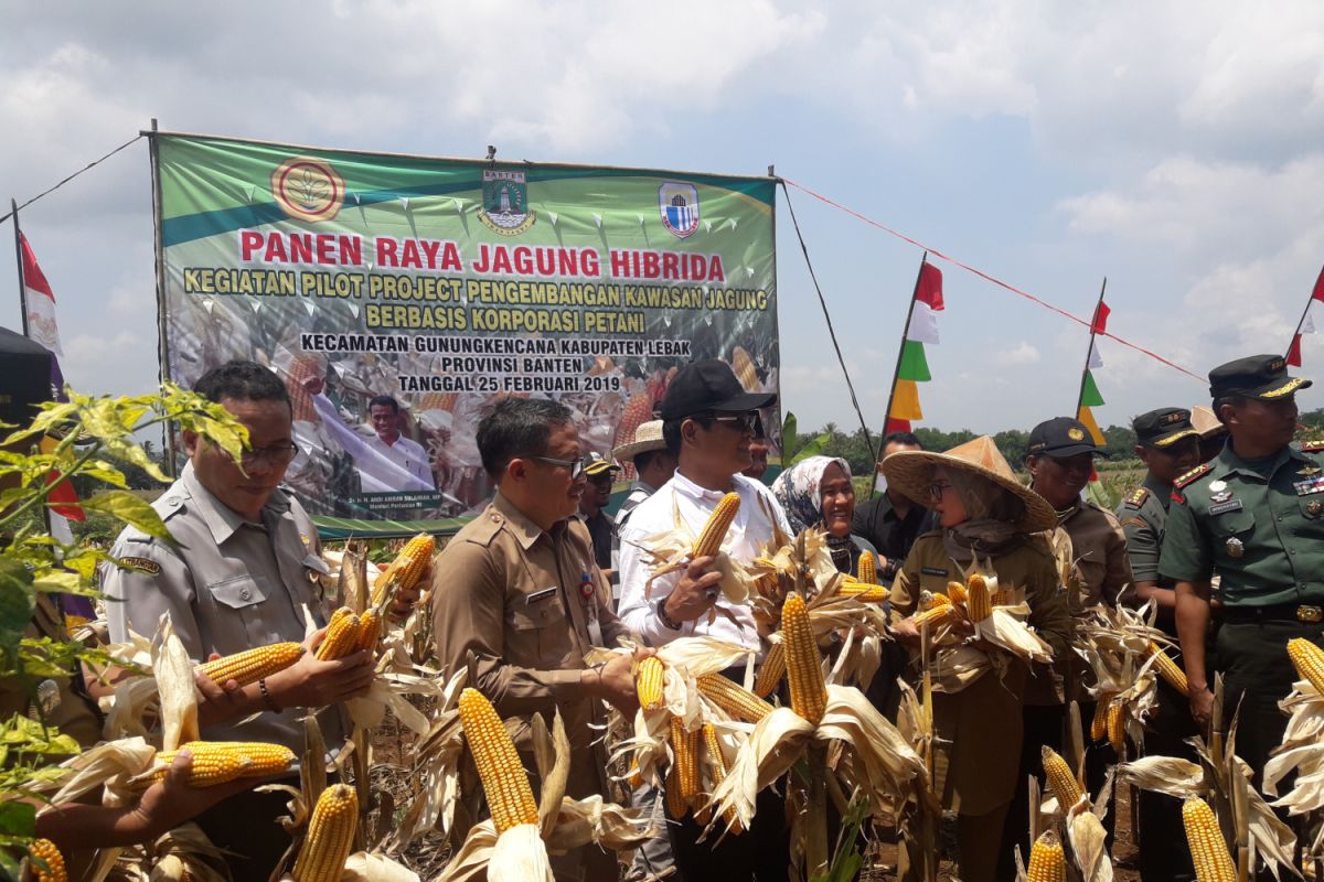 Kementerian Pertanian Dorong Pengembangan Peternakan Di Kawasan Jagung Banten