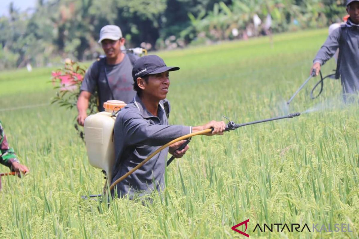 Gerakan pengendalian massal hama amankan produksi tanaman HSS