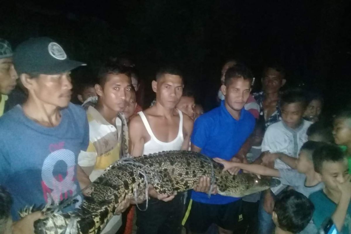 Buaya yang meresahkan warga di Madina berhasil ditangkap