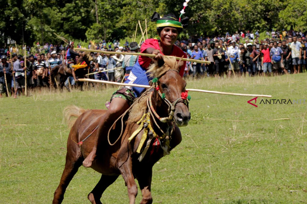 Ratusan kuda ramaikan Festival Pasola di Sumba Barat