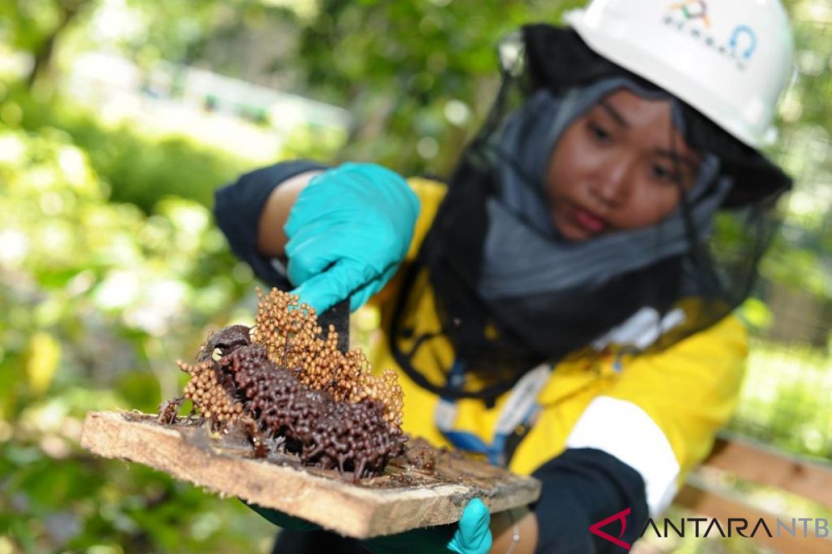 Amman Mineral budidayakan lebah madu di areal reklamasi