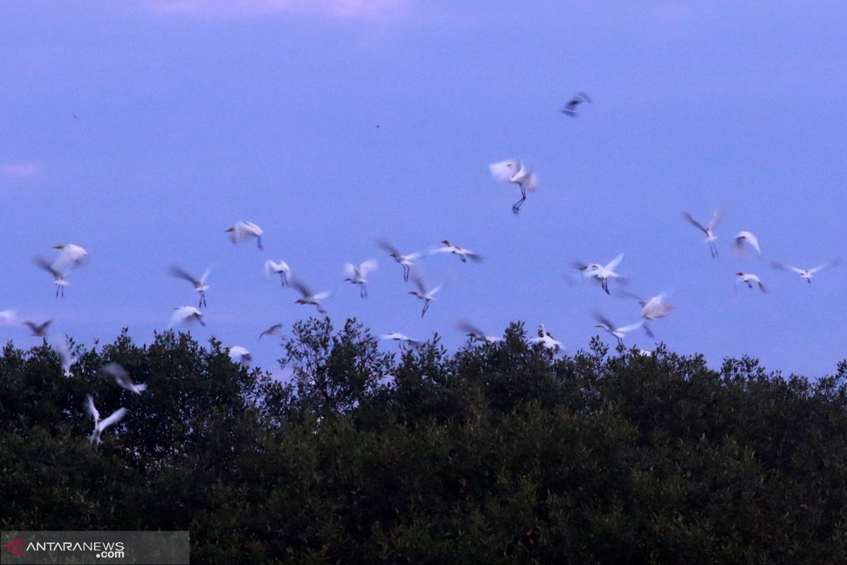 Jumlah spesies burung di Indonesia bertambah jadi 1.794 spesies