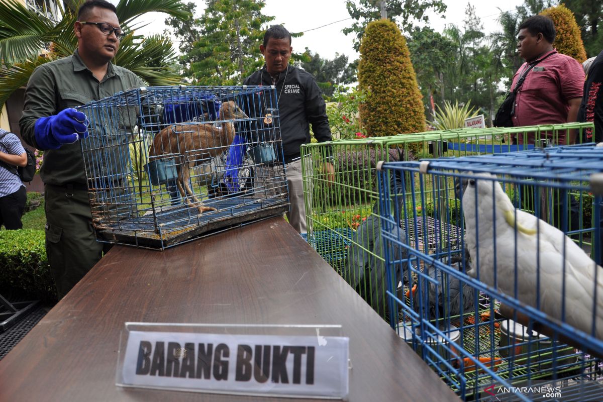 78 akun perdagangan satwa liar dihapus di medsos