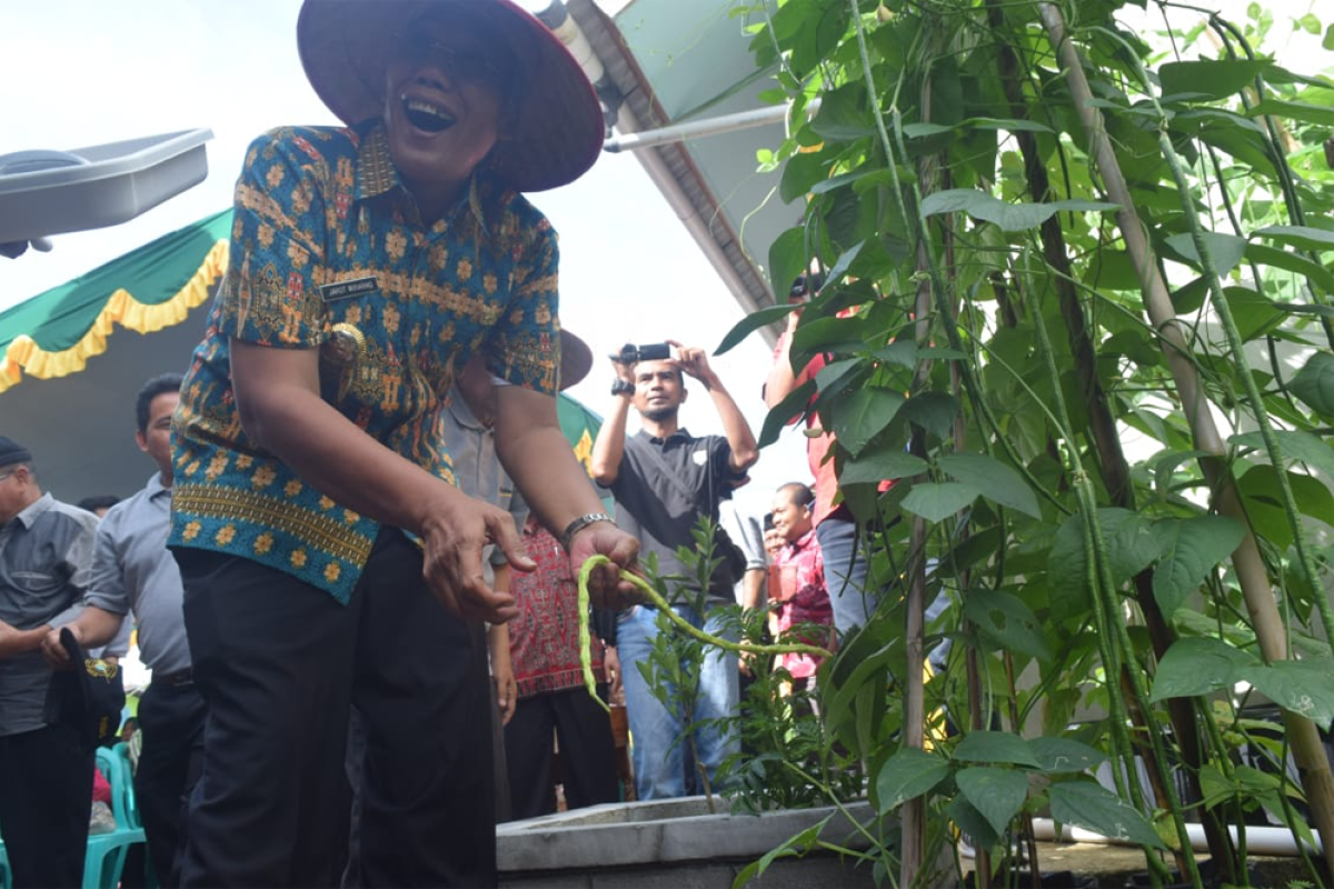 Bupati Sintang panen perdana hasil kebun di Desa Baning