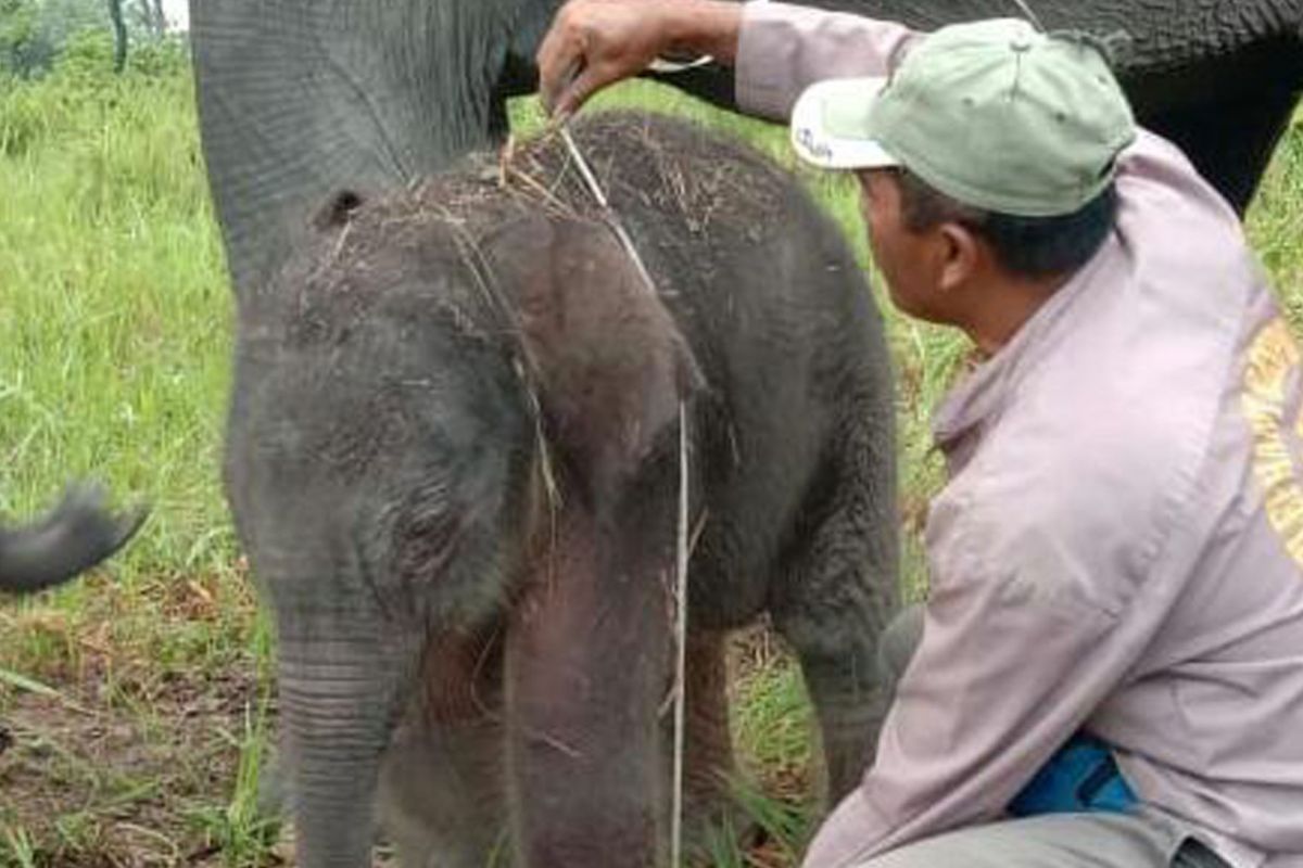 Bayi gajah kembali lahir di Taman Nasional Way Kambas