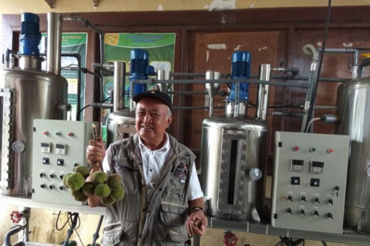 Kemiri Sunan, tanaman penghasil biodiesel pesaing sawit