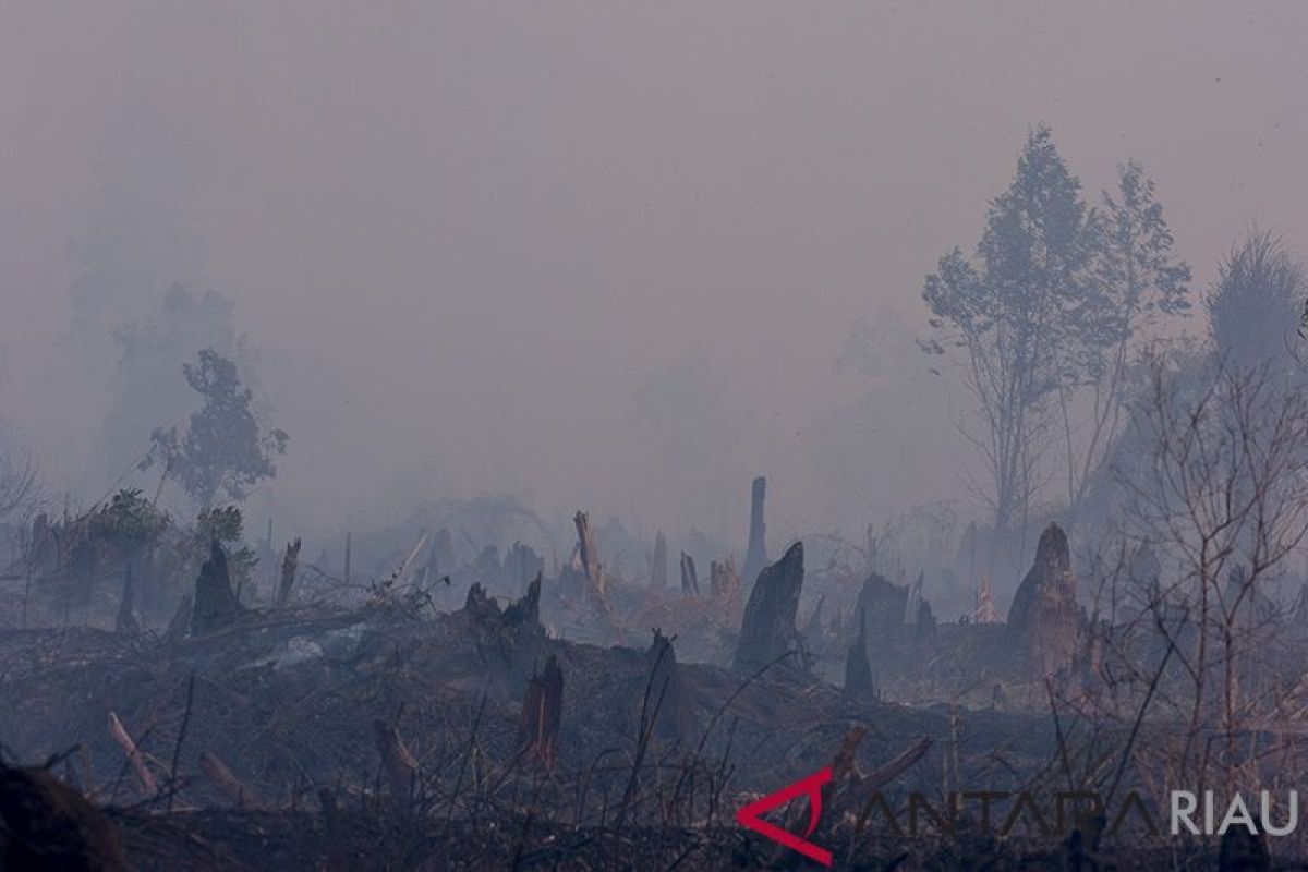 Pekanbaru mulai diselimuti asap dari Meranti