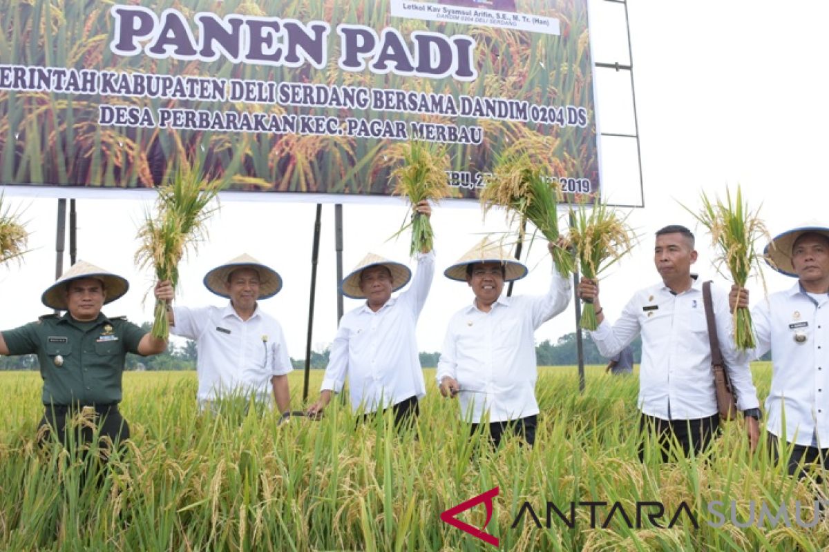 Bupati Deliserdang panen raya di Desa Perbarakan