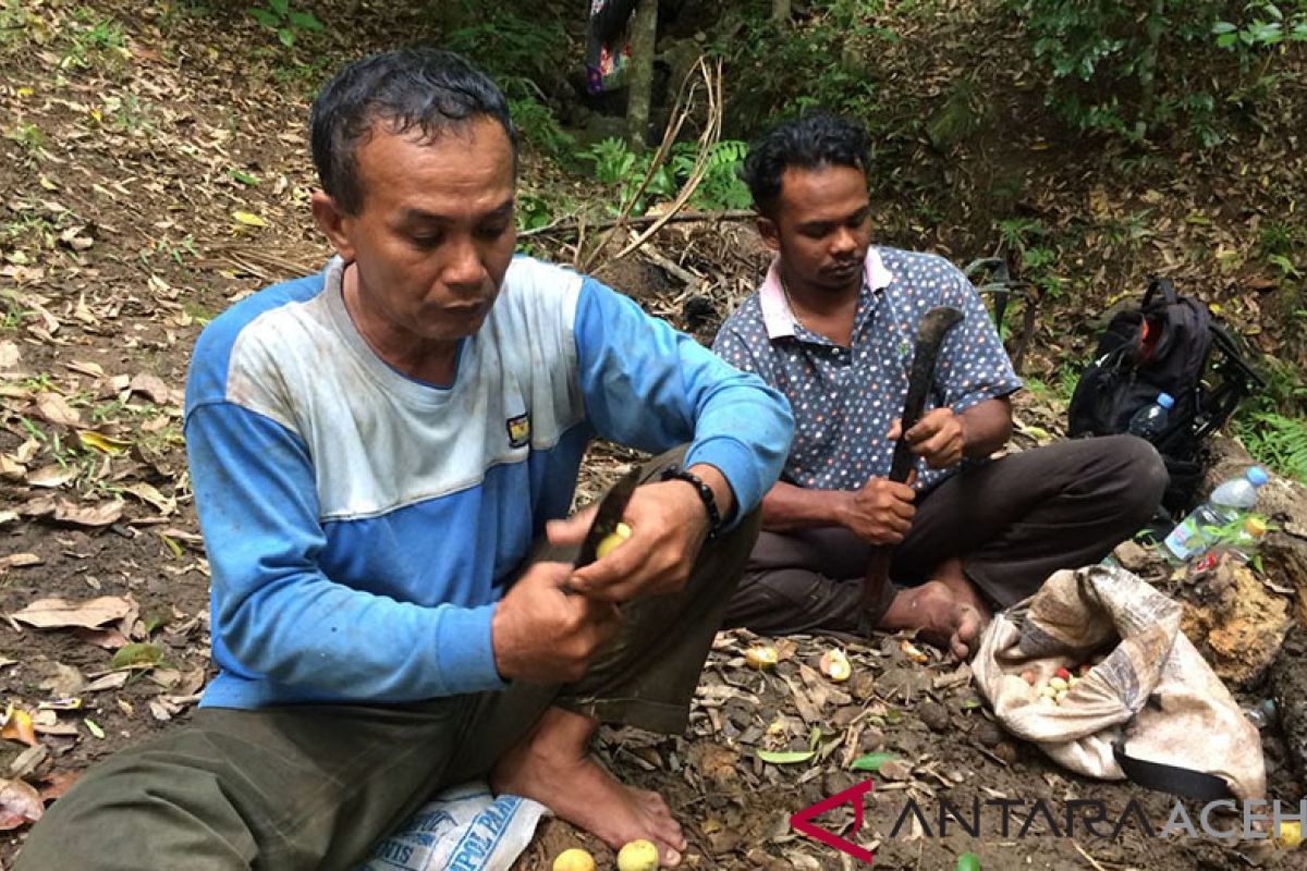 Produksi komoditas pala di Aceh Utara capai 55,1 ton