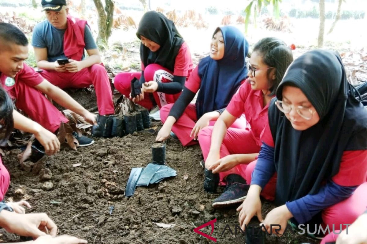Tanam Mucuna persiapan replanting sawit