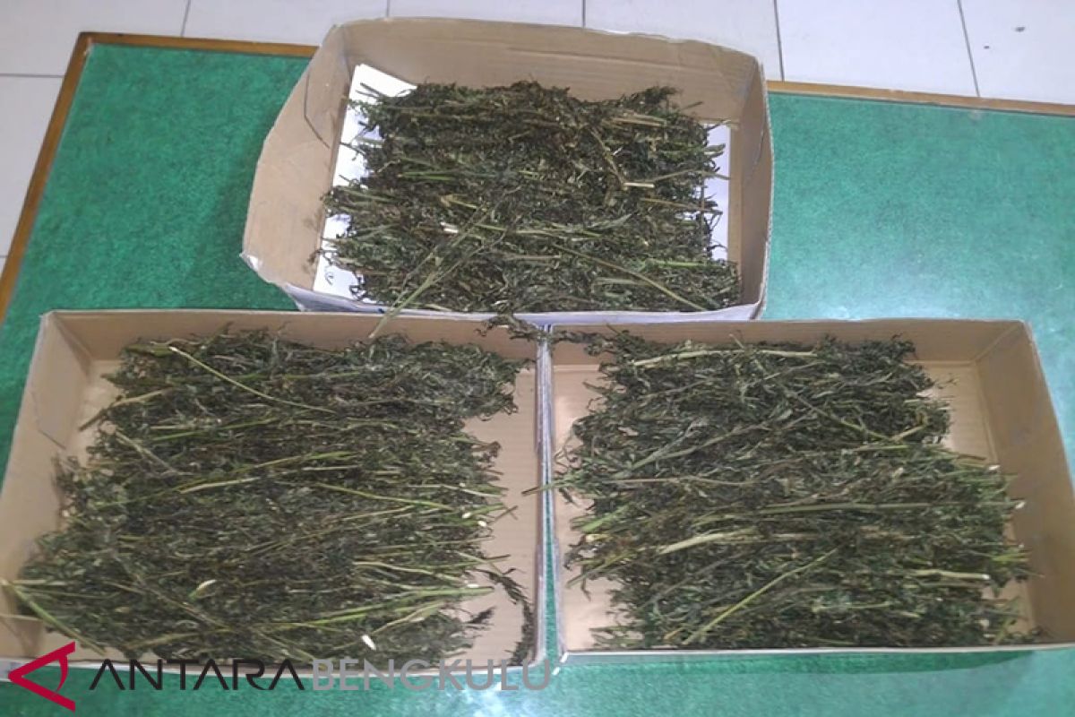 Polres Bengkulu Selatan tangkap pengedar dengan barang bukti 1 kg ganja