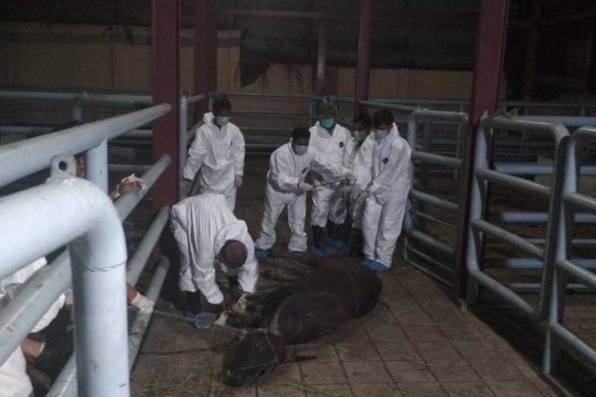 Pakar patologi ingatkan bahaya zoonosis