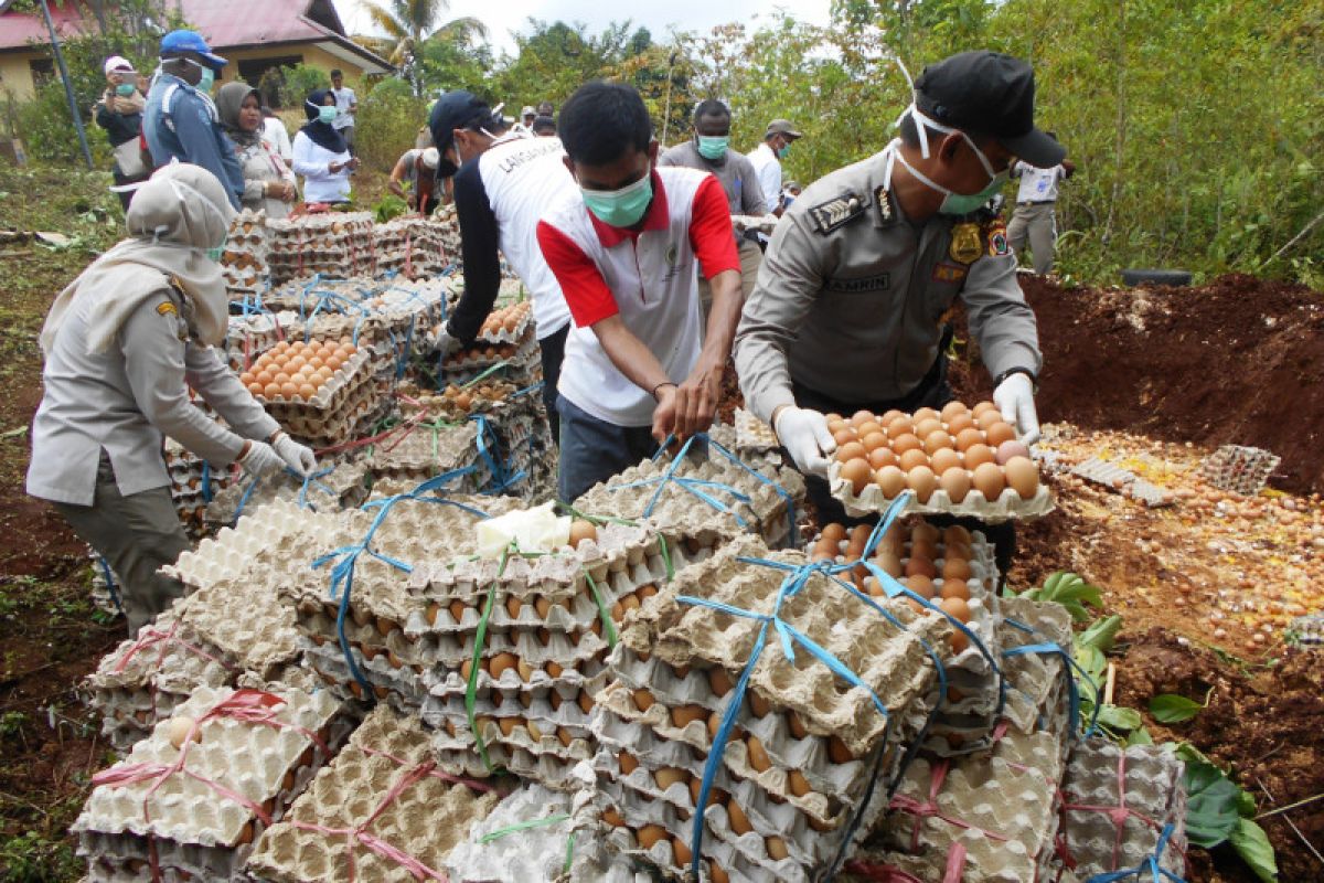 Karantina Pertanian Biak musnahkan telur ayam ilegal