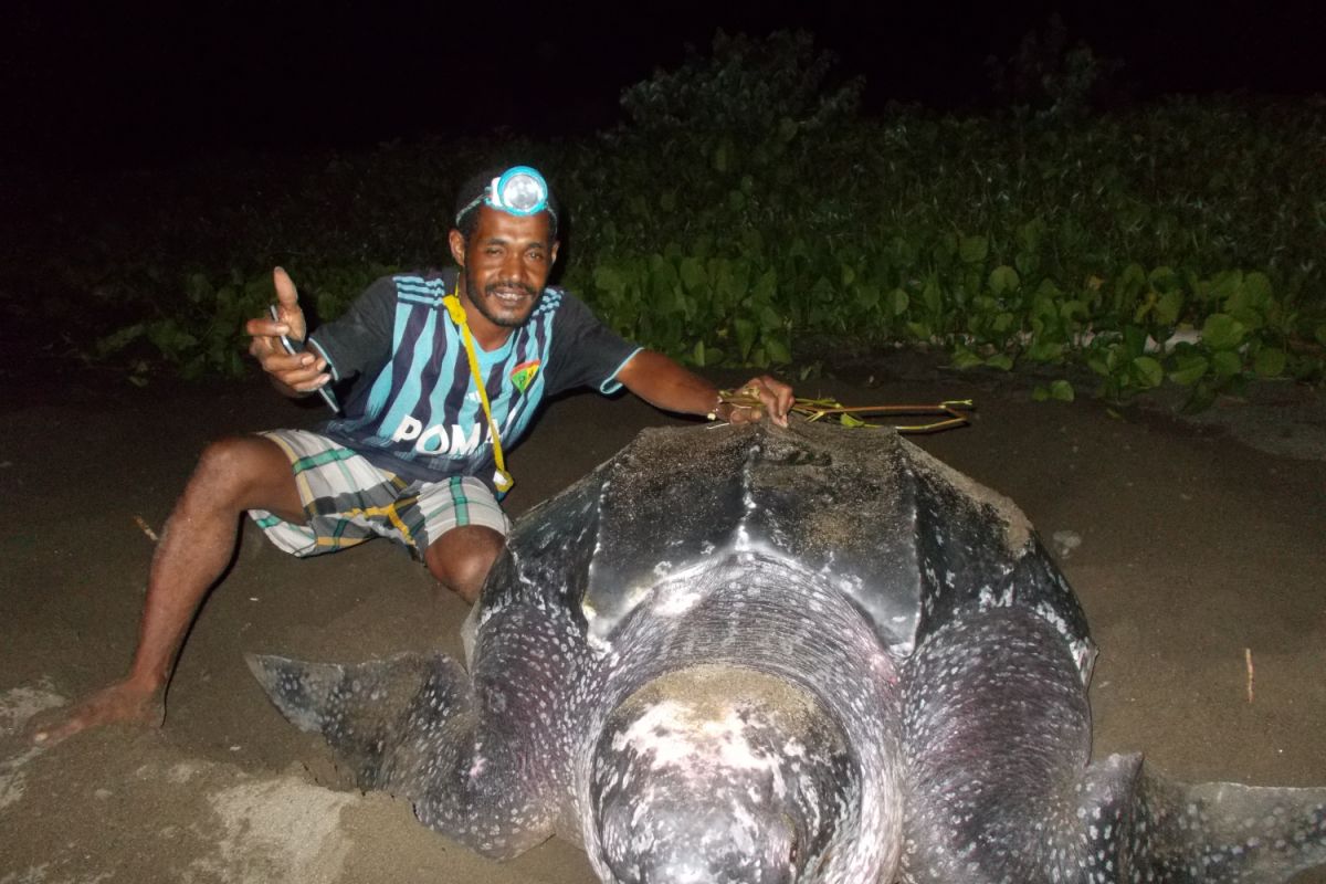 Lima penyu raksasa bertelur di Pantai Raja Ampat