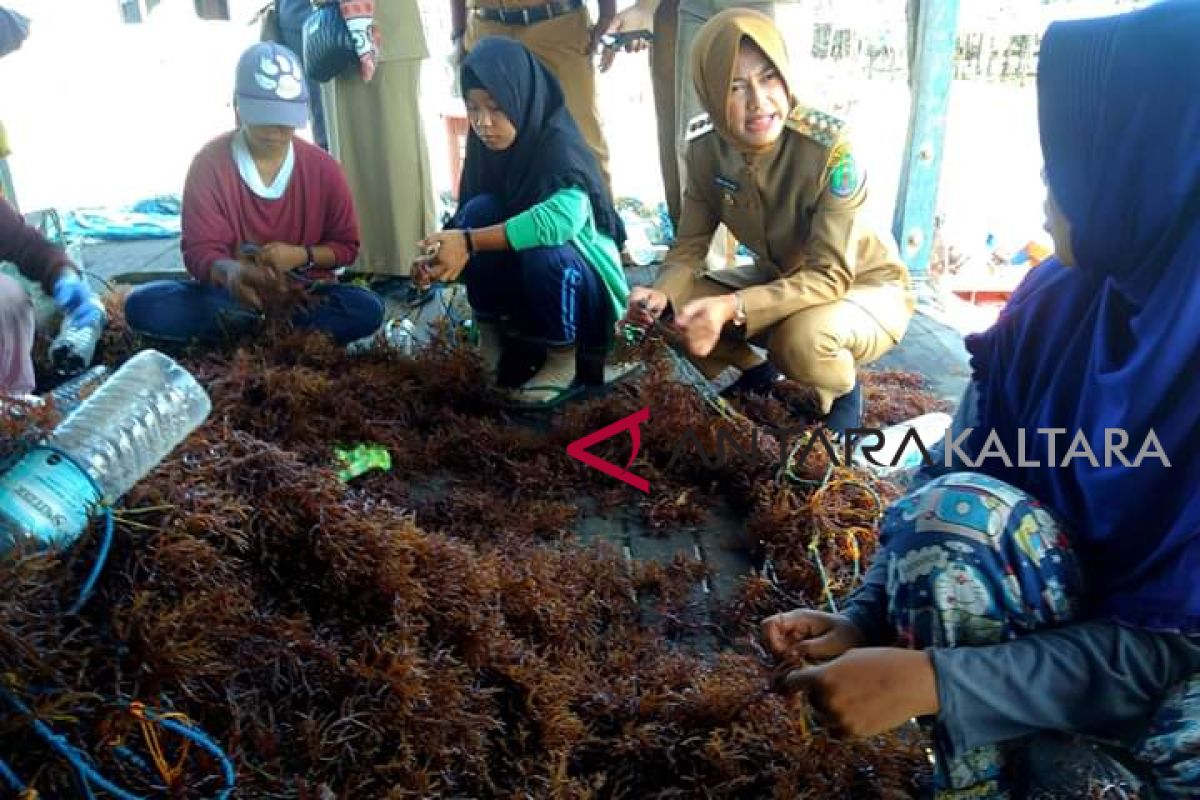 Bupati Nunukan blusukan tindaklanjuti informasi warga di Perkampungan Budidaya Rumput Laut Mamolo