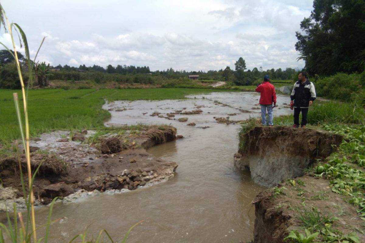 Seratusan hektare sawah terdampak tanggul jebol di Siborongborong