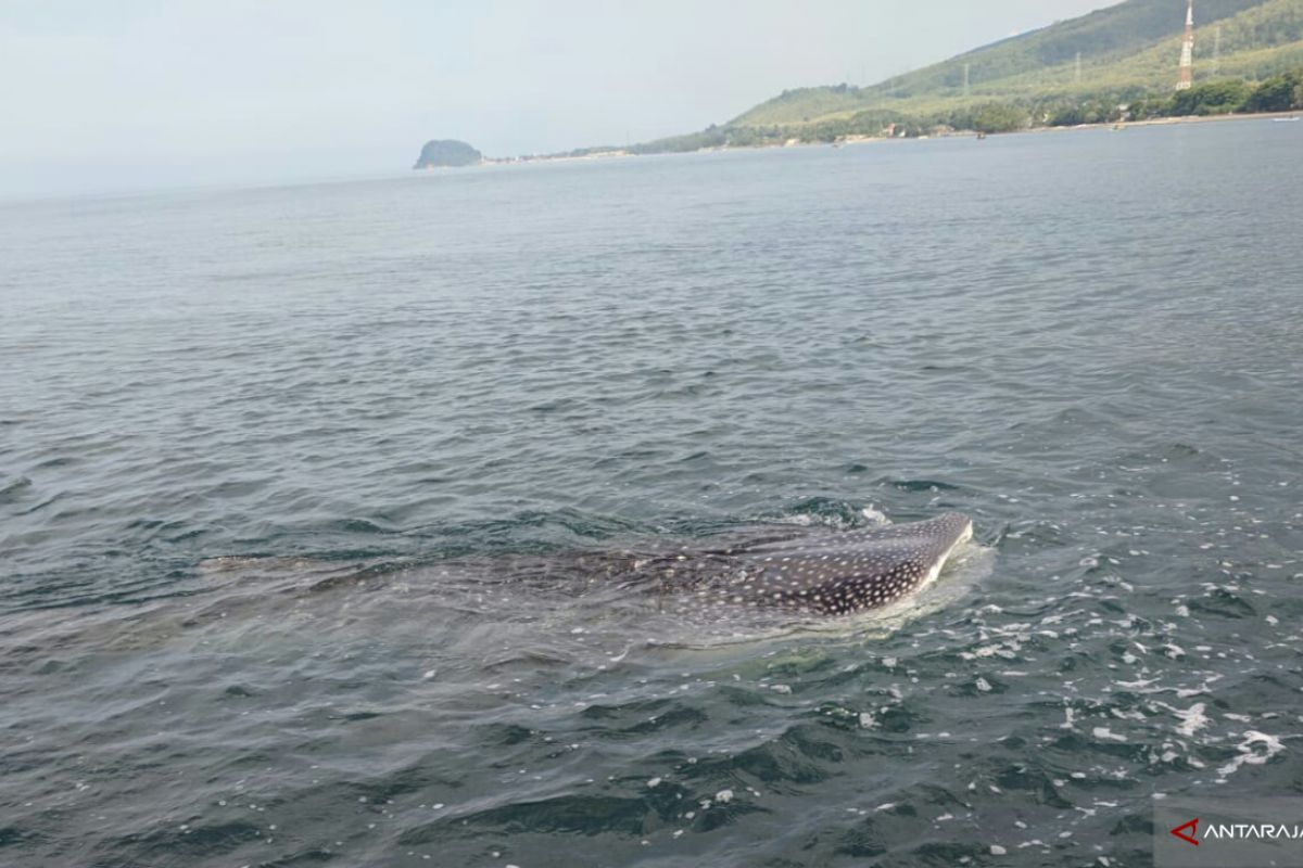Sekumpulan hiu ditemukan di pesisir Pantai Peninsula