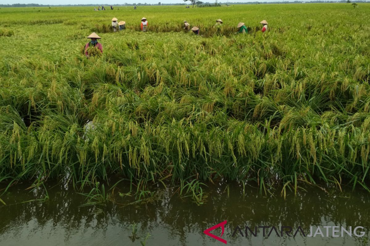800 hektare sawah di Kudus terendam banjir, petani terancam gagal panen