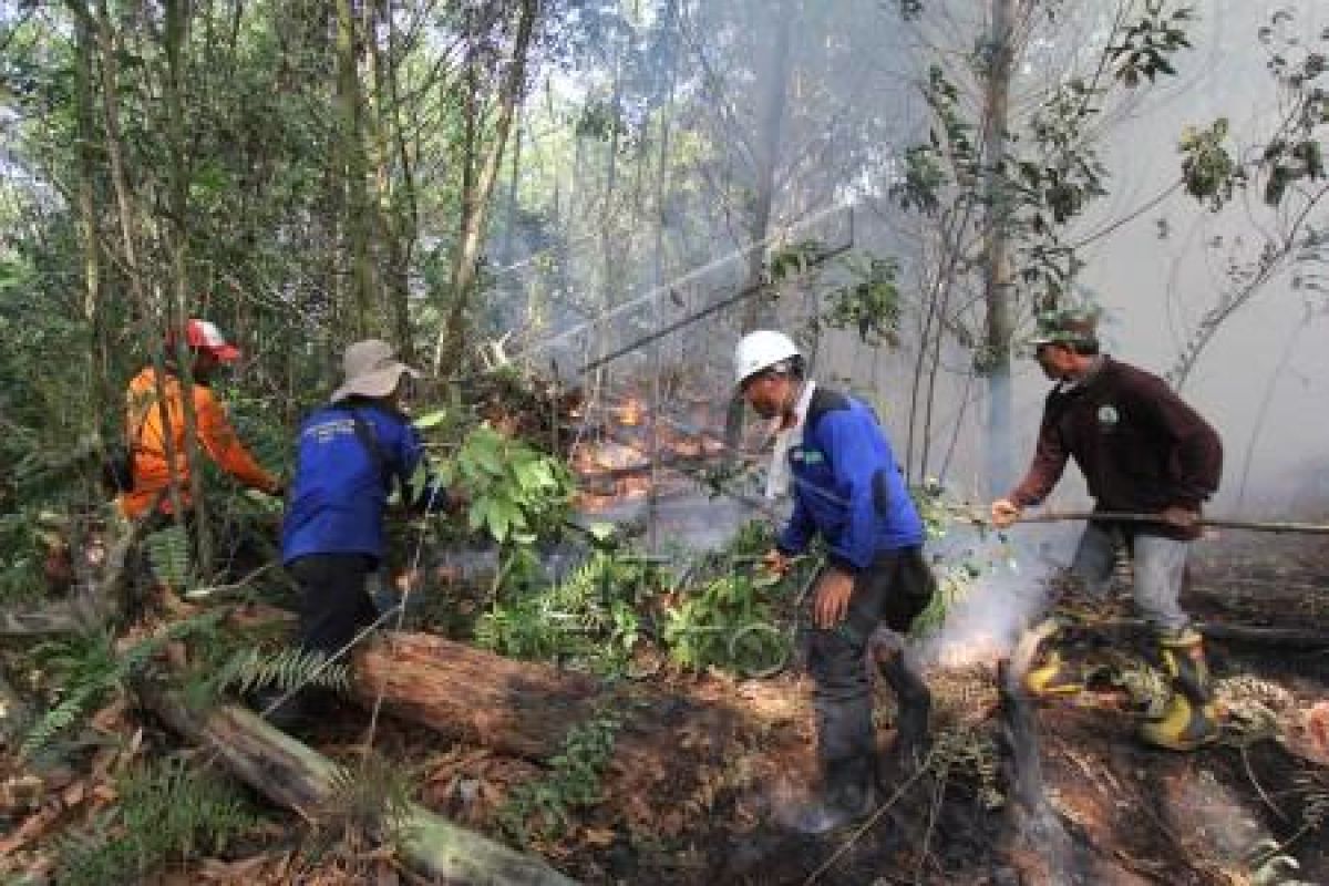 BPBD Riau Catat 267,5 Hektare Lahan Riau Terbakar Sepanjang 2019