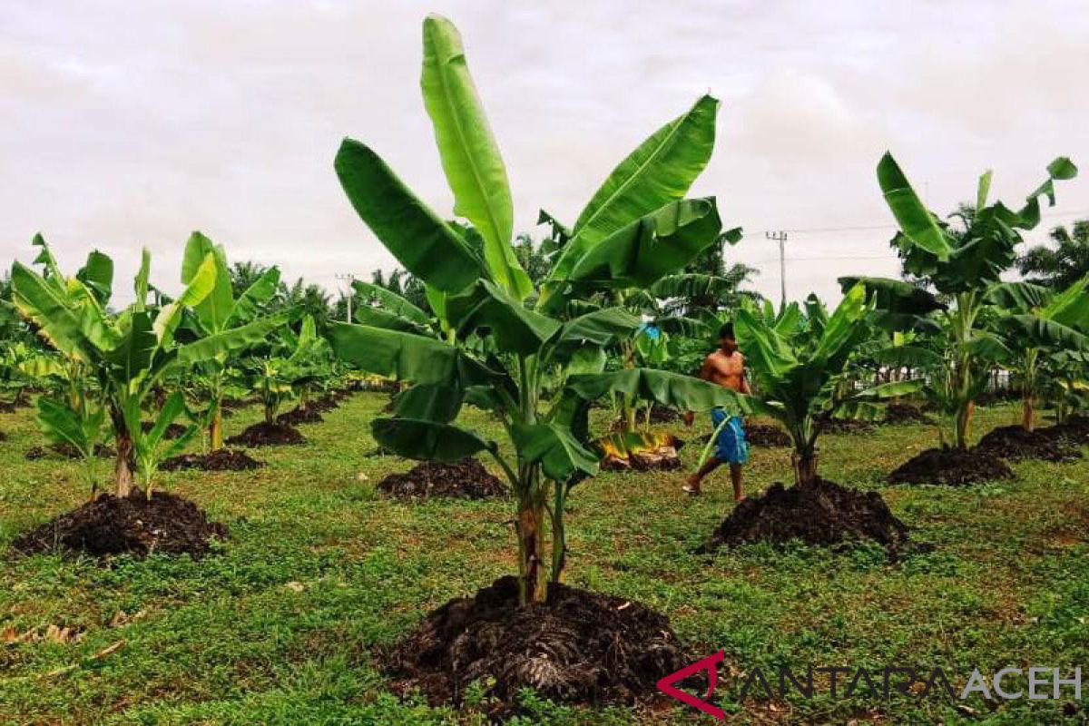 Nagan Raya kembangkan budidaya pisang pengganti tanaman kelapa sawit