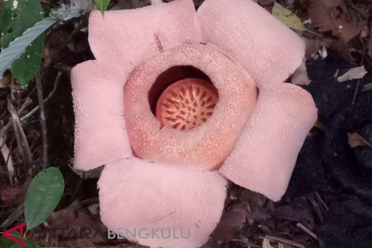 Rafflesia merah muda mekar di Kaur