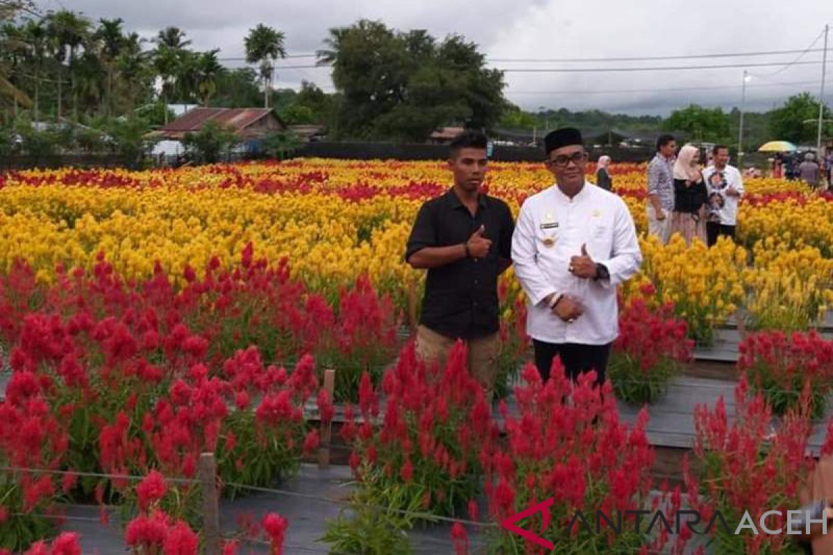 Pemkab Aceh Jaya kembangkan taman  Bunga Celocia di Panga