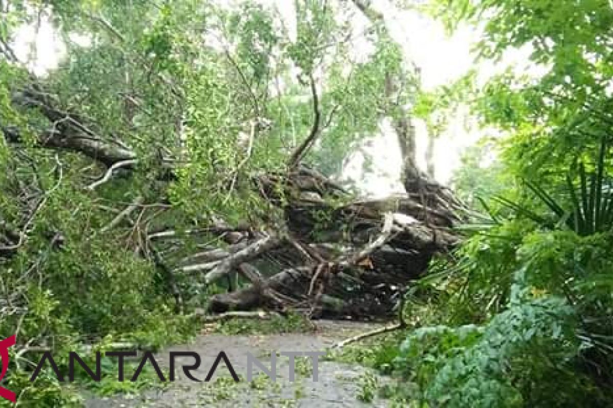 Pohon tumbang tutup akses transportasi Oesao-Oekabiti