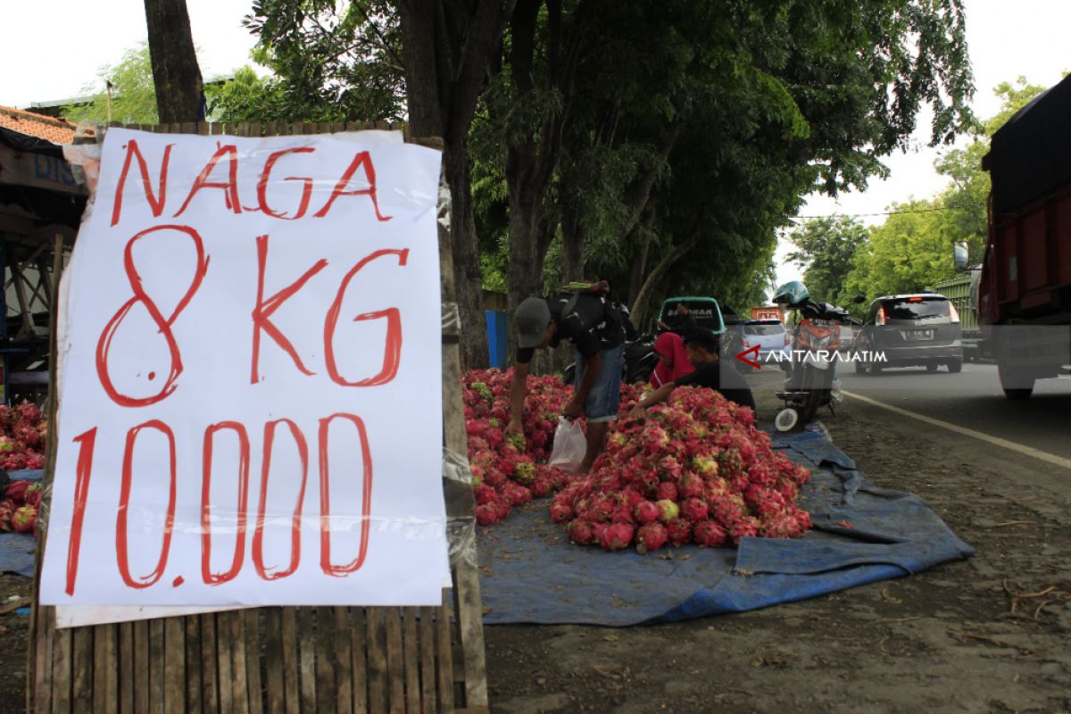 Harga Buah Naga di Probolinggo Jelang Imlek Turun