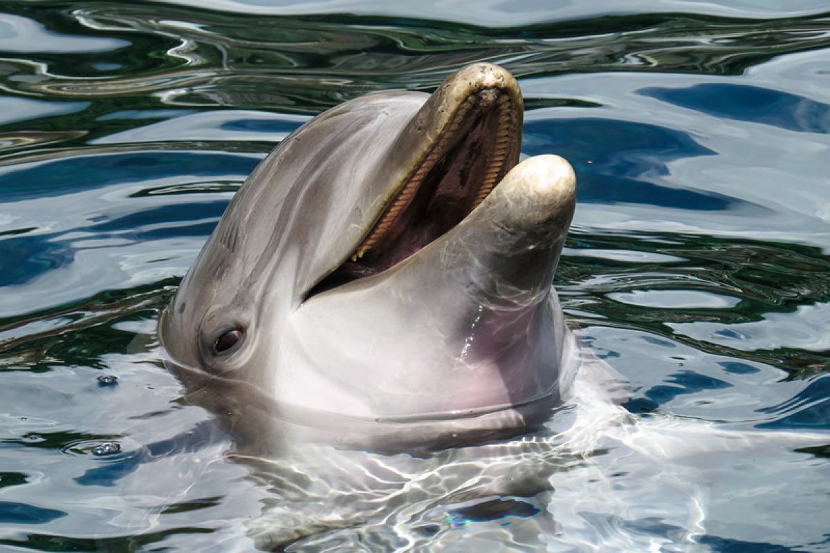 Polisi tangkap nelayan perjualbelikan 9 lumba-lumba secara ilegal