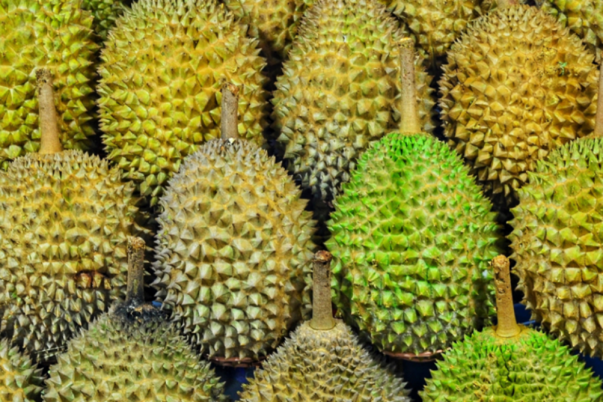 Sake durian yang langka