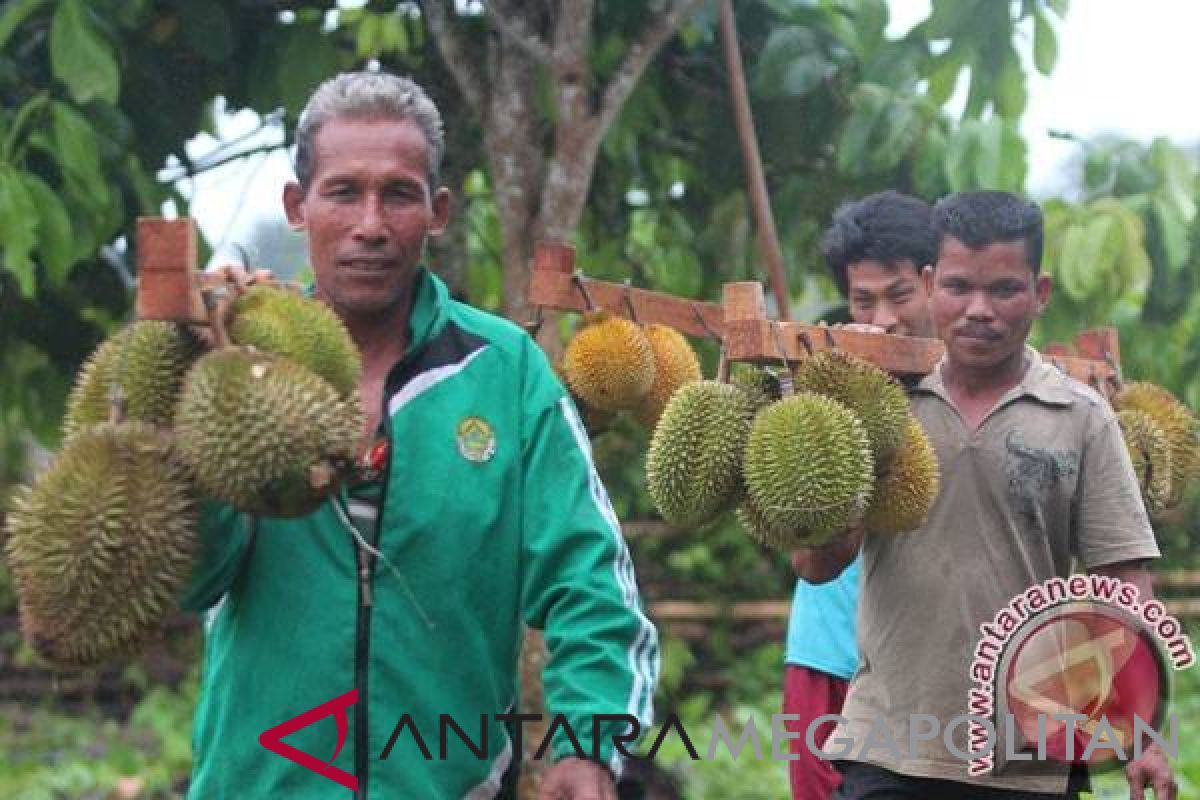 Wisata kebun durian di Garut, petik durian dan langsung makan