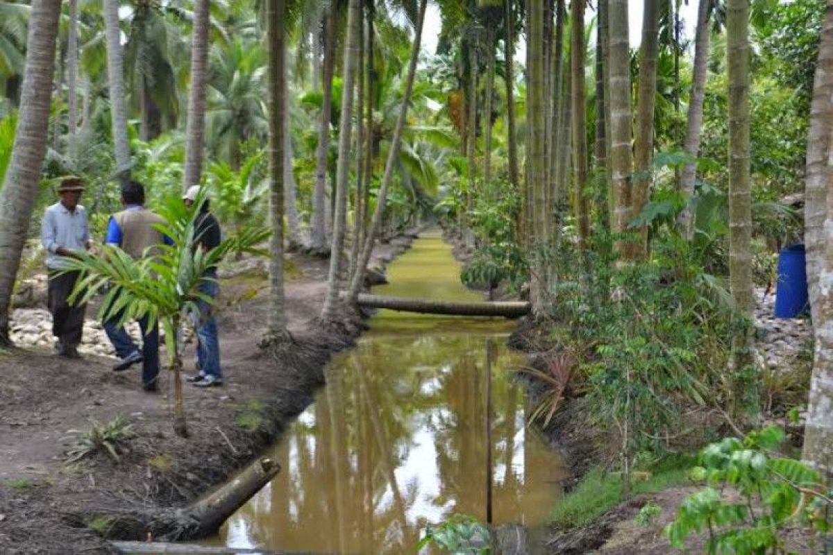 Parigi Moutong miliki 26.522 ha perkebunan kelapa