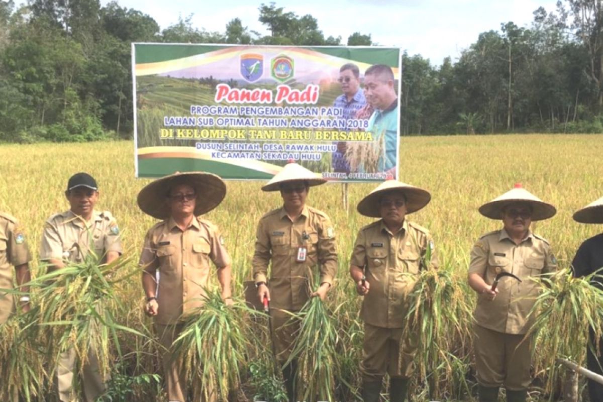 Poktan Baru Bersama Sekadau hasilkan 5 ton per hektare